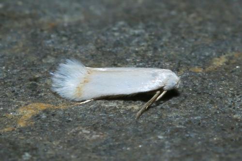 Opostega salaciella